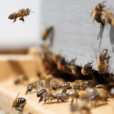 bees 810x810